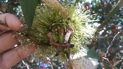 Eucalyptus conferruminata