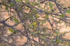 Forestiera phillyreoides