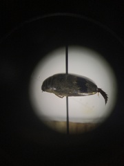 Thermonectus nigrofasciatus nigrofasciatus