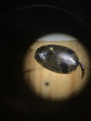 Thermonectus nigrofasciatus nigrofasciatus