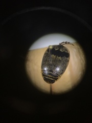 Thermonectus nigrofasciatus nigrofasciatus