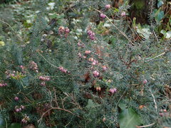Erica erigena
