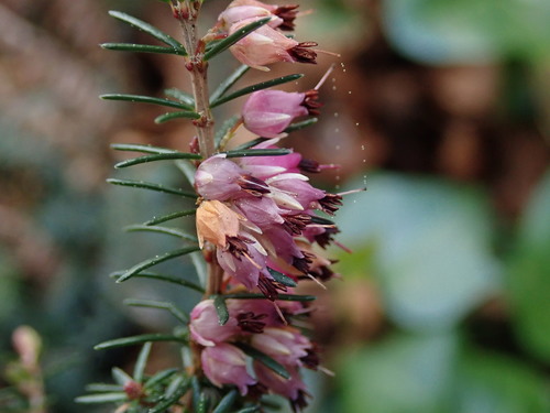 Image of Erica erigena by (c) Daniel Cahen, some rights reserved (CC BY)