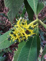 Palicourea aschersoniana