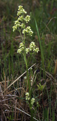 Valeriana edulis