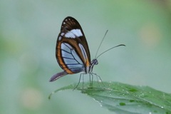 Dismorphia theucharila