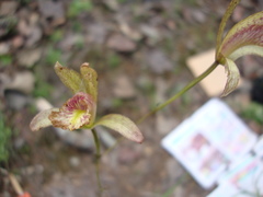 Bletia ensifolia