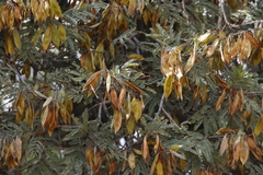 Peltophorum africanum image