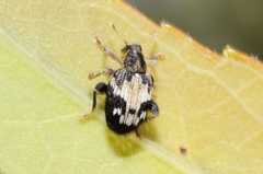 Tachyerges ephippiatus