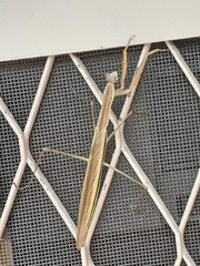 Tenodera australasiae