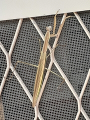 Tenodera australasiae