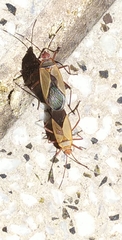 Dysdercus