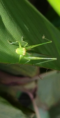 Conocephalus longipes