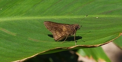 Quinta cannae