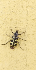 Astylus atromaculatus