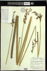 Schoenoplectus heterochaetus