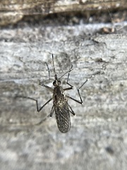 Aedes squamiger