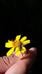 Hypocrites claviger laevipes