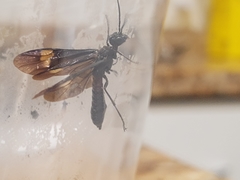 Xiphydriidae