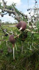 Crematogaster mimosae