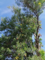 Astianthus viminalis