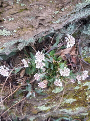 Noccaea caerulescens