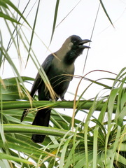 Corvus splendens