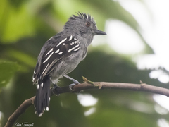 Thamnophilus stictocephalus