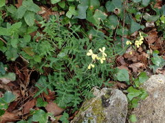 Coincya monensis cheiranthos