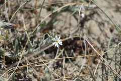 Noticastrum