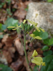 Coincya monensis cheiranthos