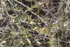 Chuquiraga avellanedae