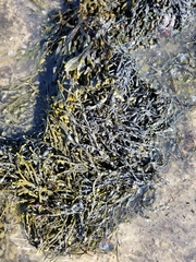 Ascophyllum nodosum