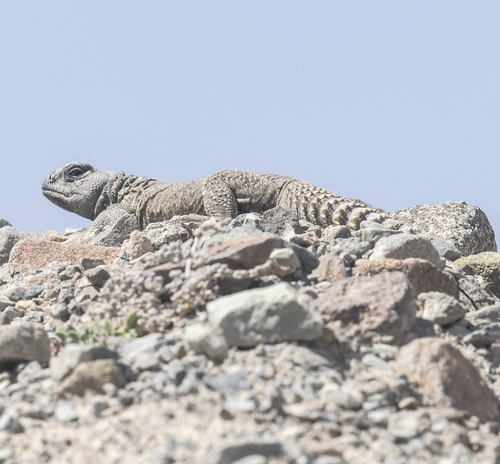 Egyptian Spiny–tailed Lizard