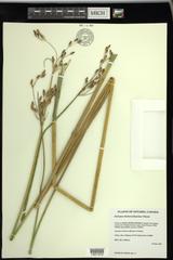 Schoenoplectus heterochaetus