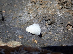 Cenchritis muricatus