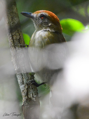 Thamnophilus stictocephalus