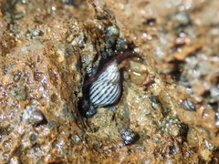 Echinolittorina ziczac