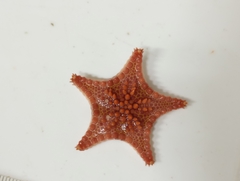 Goniaster tessellatus