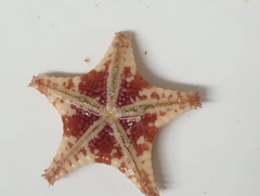 Goniaster tessellatus