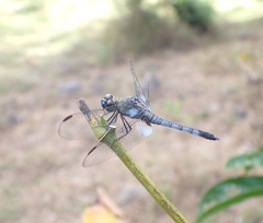 Erythrodiplax kimminsi