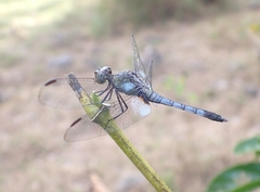 Erythrodiplax kimminsi