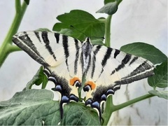 Iphiclides podalirius
