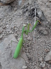 Mantis religiosa