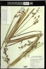 Schoenoplectus heterochaetus