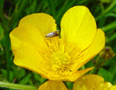 Glyphipterix simpliciella