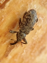 Dorytomus dejeani