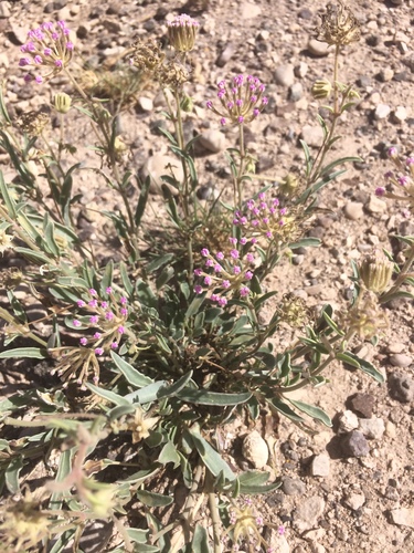 Abronia nealleyi