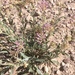 Carleton's Sand Verbena - Photo (c) Nathan Taylor, some rights reserved (CC BY-NC), uploaded by Nathan Taylor