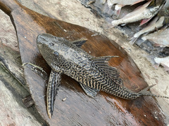 Pterygoplichthys pardalis